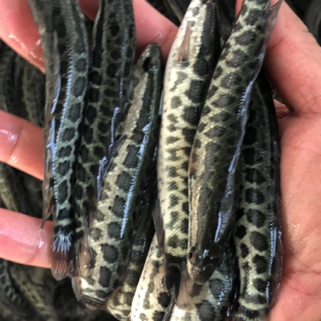 活体鱼广东黑鱼杂交生鱼6-12厘米淡水观赏饲养包邮