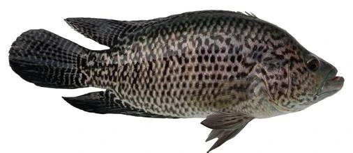 正宗淡水石斑鱼 花斑鱼观赏养殖包邮