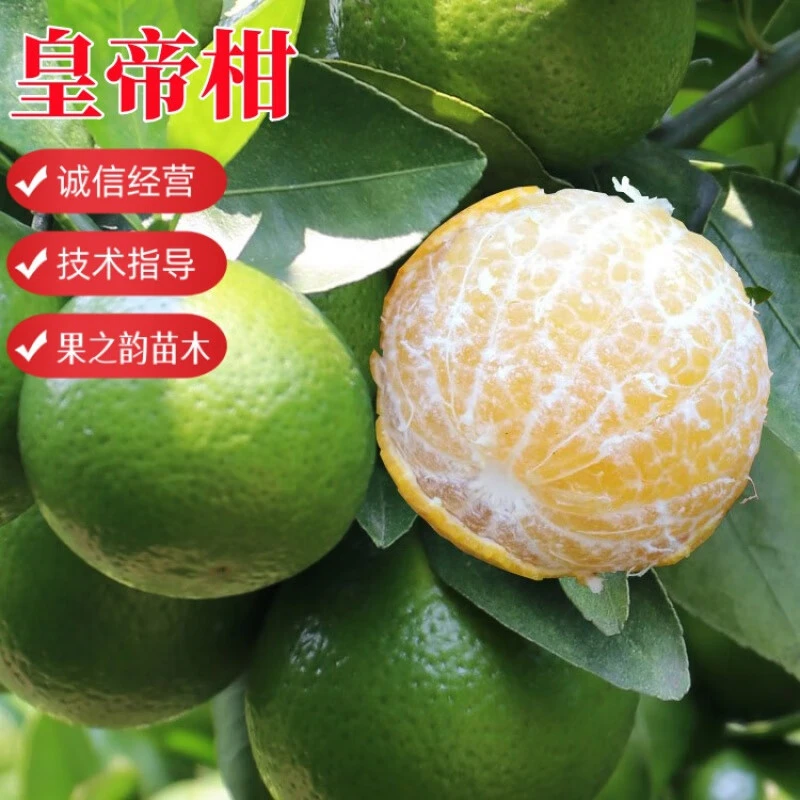 皇帝柑桔苗正宗德庆皇帝柑苗嫁接贡柑苗果树苗柑橘树苗砂糖橘树苗