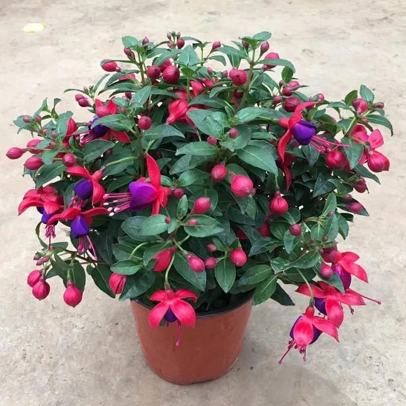 倒挂金钟盆栽带花苞重瓣灯笼花四季开花室内阳台庭院耐寒绿植花卉