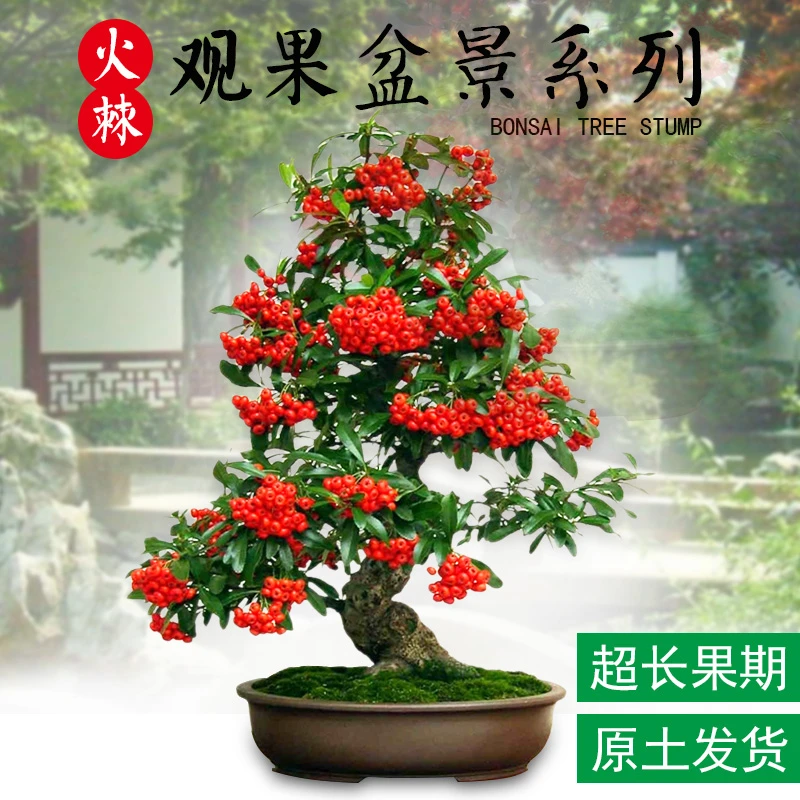 火棘树盆栽吉祥果喜庆果满堂红火棘树桩观果盆景红红火火净化空气