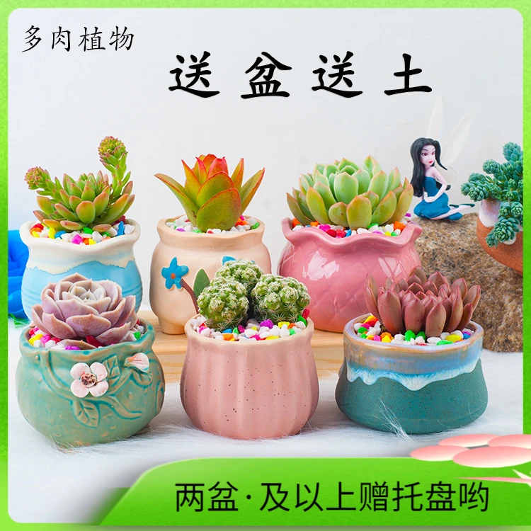多肉植物含盆陶瓷盆创意办公室书房客厅桌面展示精美摆件