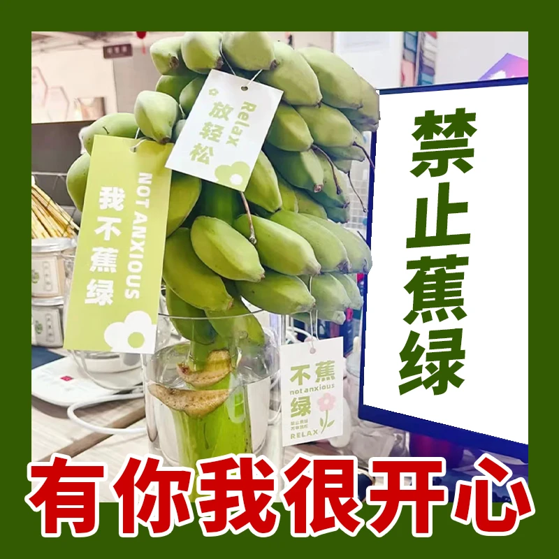 配卡片！禁止蕉绿水培香蕉香蕉盆栽办公室拒绝焦虑绿植苹果蕉整串