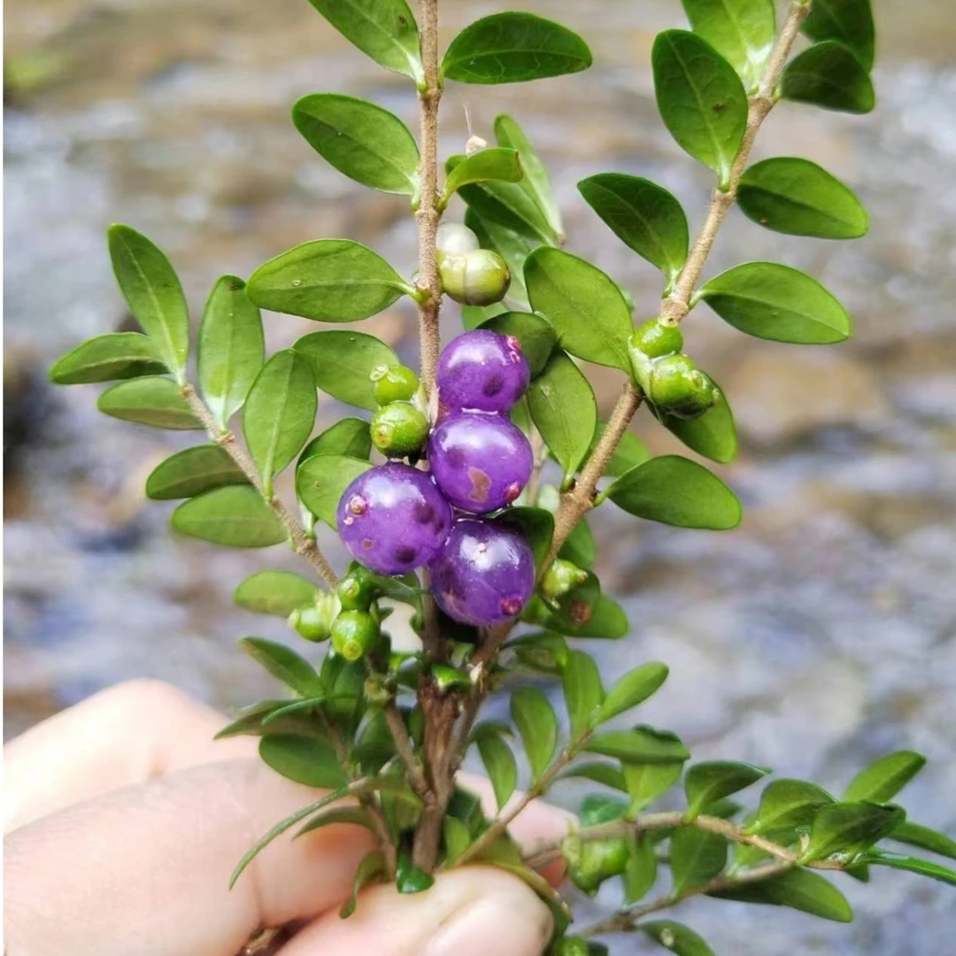 蕊帽忍冬蓝果、紫果，映山红杜鹃，刺梨，火棘，胡秃子，金弹子
