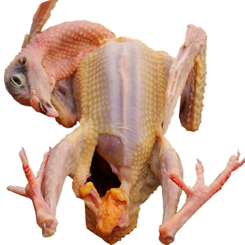 鲜杀嫩鸽子1只（放血）