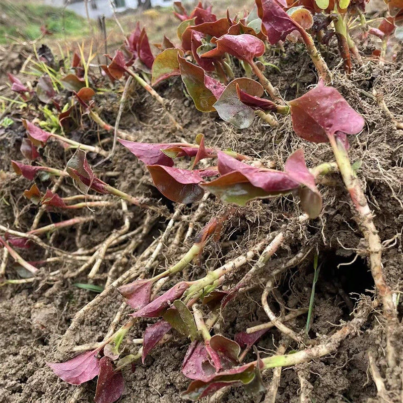 贵州野生折耳根农家现挖折耳根四川鱼腥草新鲜节节根凉拌嫩根