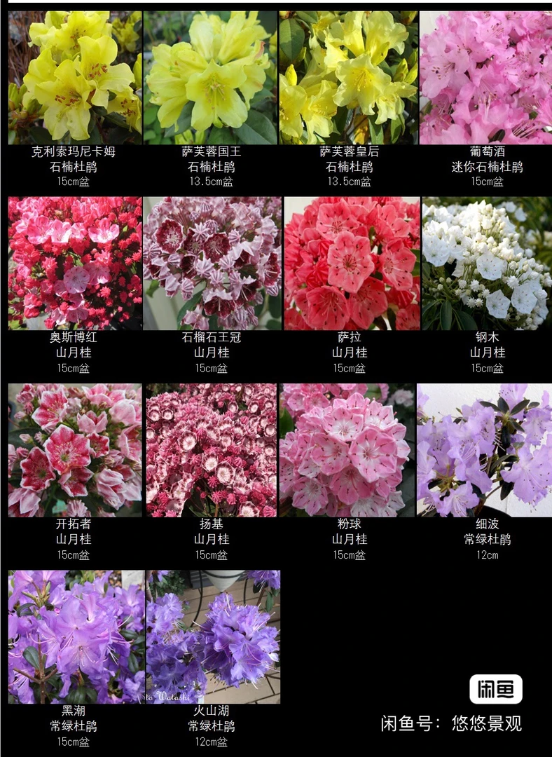 直播链接，杜鹃，各种品种，喜欢联系客服，直播链接