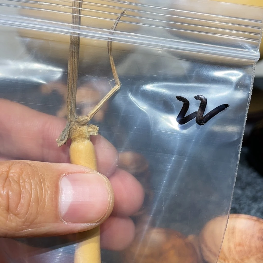 【闪购商品】书法半****