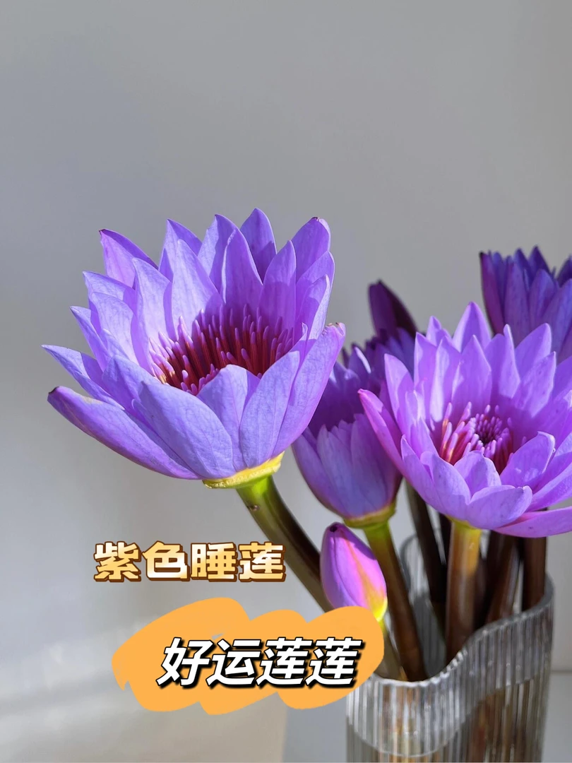 包邮10枝紫色睡莲鲜花室内插花广州睡莲鲜花基地直发
