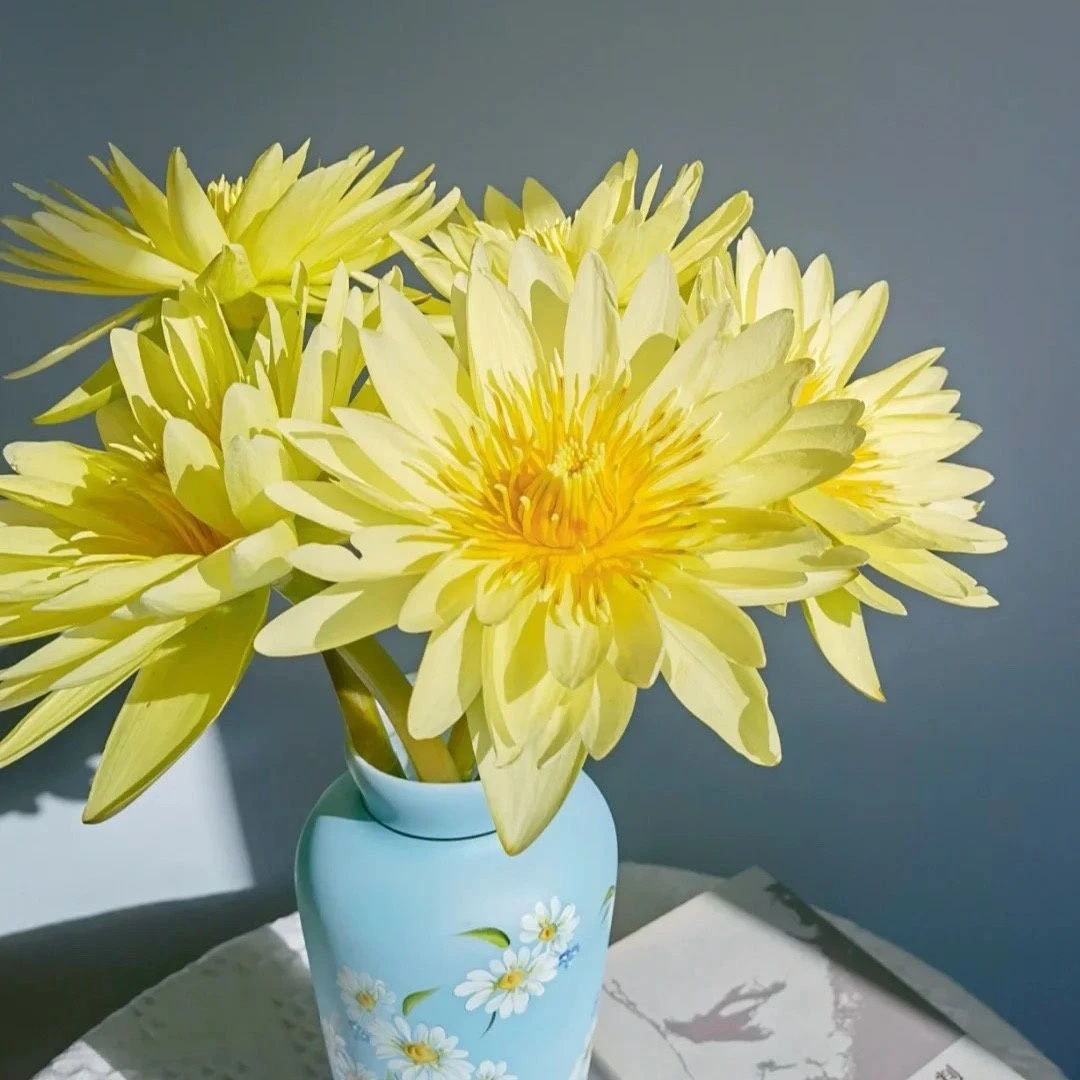 精品黄色睡莲鲜花包邮广州基地直发室内插花鲜切花花卉