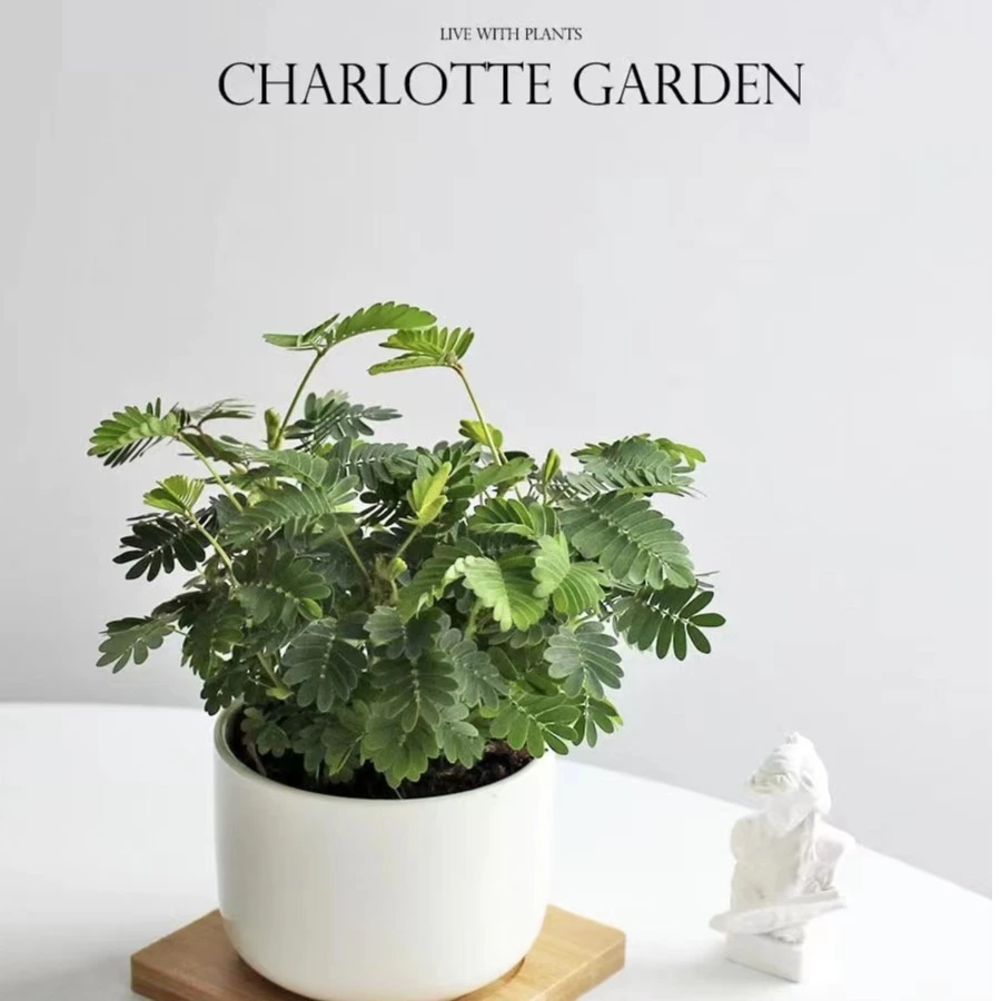 含羞草盆栽好养易活懒人室内阳台办公室桌面趣味解压四季常青绿植