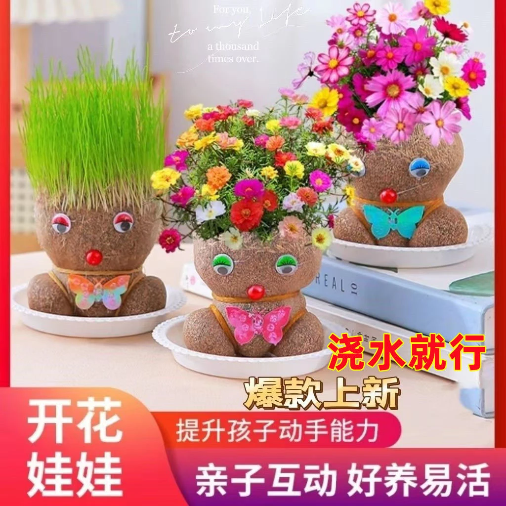 开花娃娃草头娃娃盆栽桌面摆件好养绿植室内阳台创意植物长草娃娃