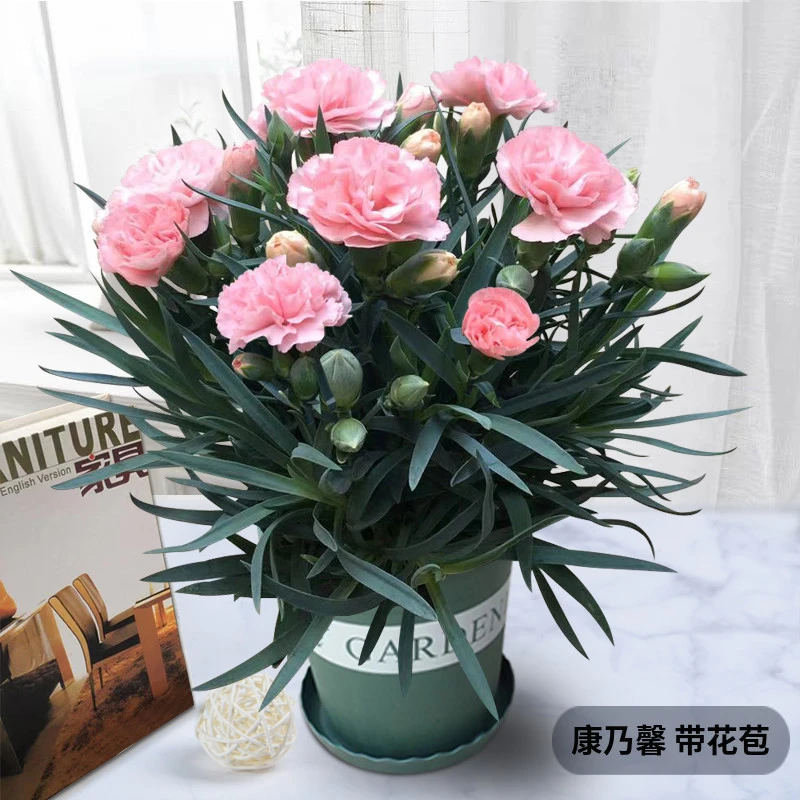 康乃馨盆栽带花苞四季生长开花石竹花苗家居室内阳台重瓣花卉