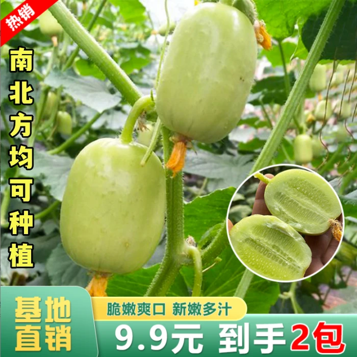【9.9元2包】玉女迷你水果黄瓜拇指小青瓜种籽四季庭院爬藤蔬菜孑