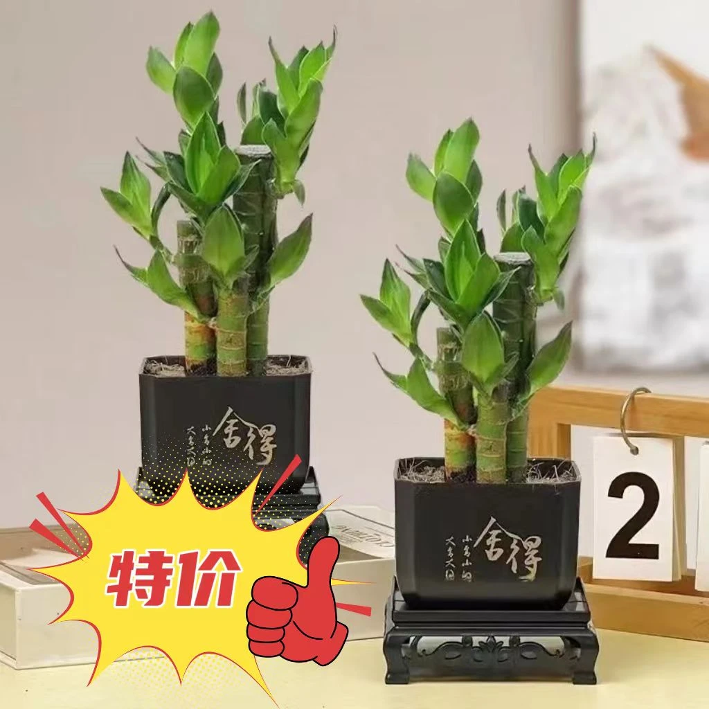 步步高富贵竹文昌竹土培盆栽室内客厅土培富贵竹观音竹