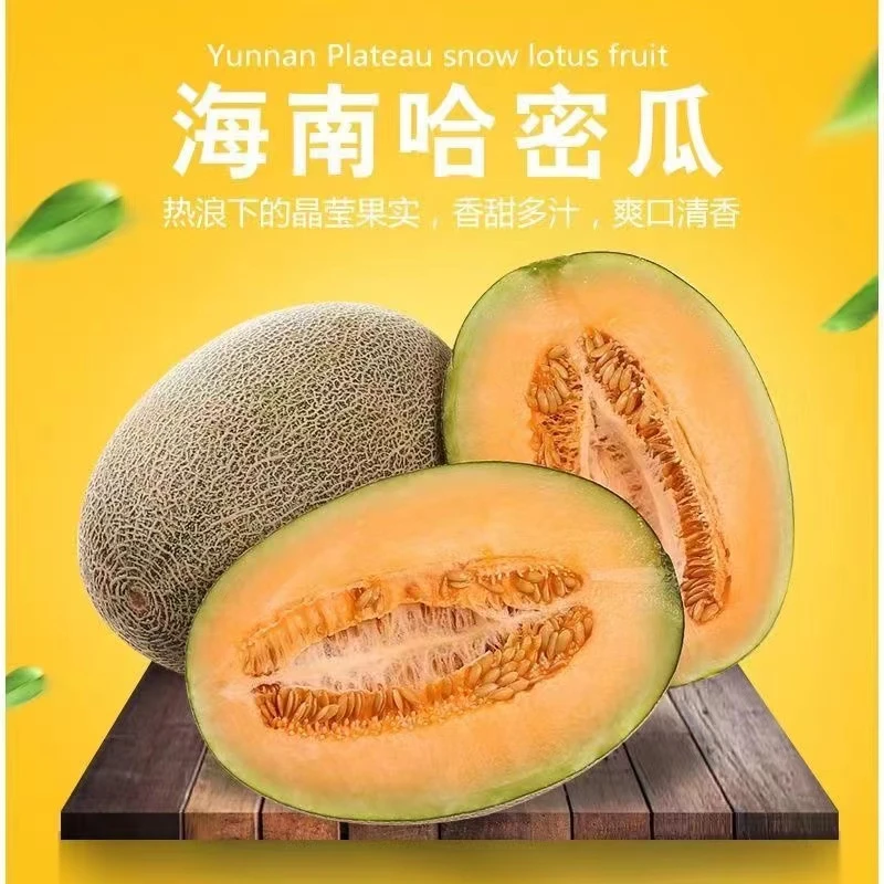 【笑风生】海南晓蜜25号哈密瓜3/6/9/12斤清脆香甜精选爆汁脆甜清爽
