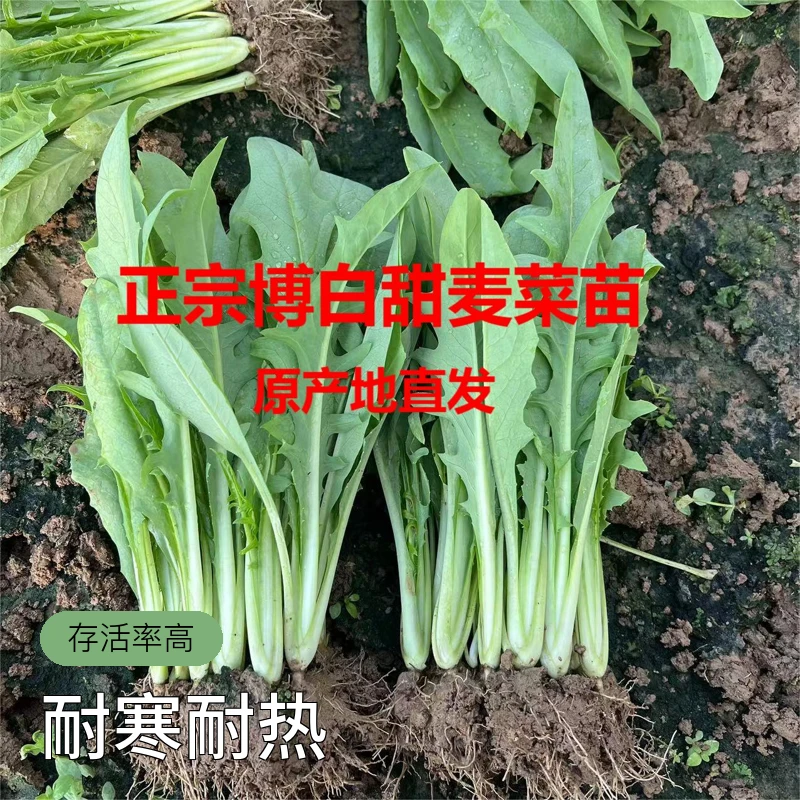 正宗博白甜麦菜种苗优质种苗产地直发带土发货室浇水耐寒种植采摘