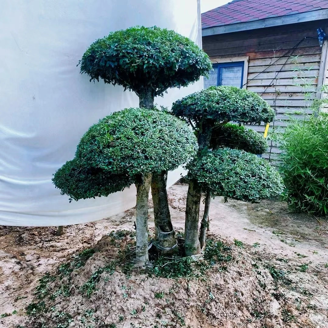 对节白蜡~~一物一拍