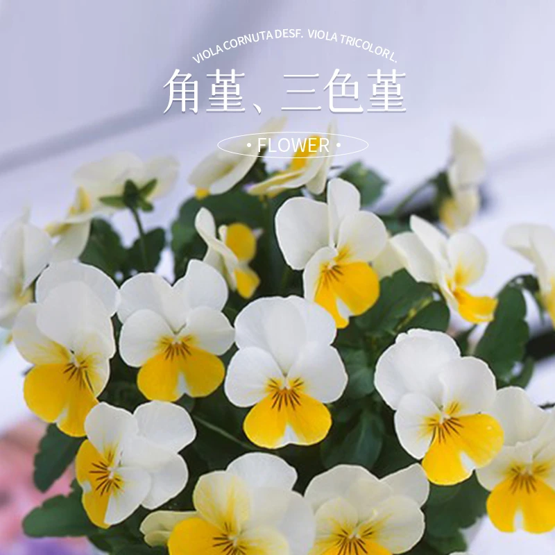 爱植德角堇成品盆栽阳台草花冬季开花庭院三色堇花