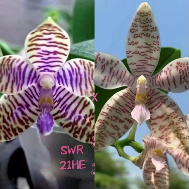 花农杰哥原生种蝴蝶兰路德交象形文字SWR21HE