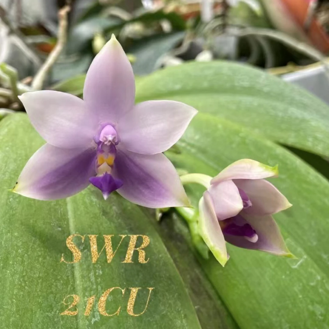 花农杰哥原生种蝴蝶兰直播专用链接 SWR 21CU 蓝荧光