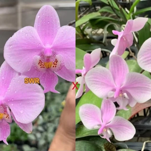 花农杰哥原生种蝴蝶兰SWR银叶西蕾丽