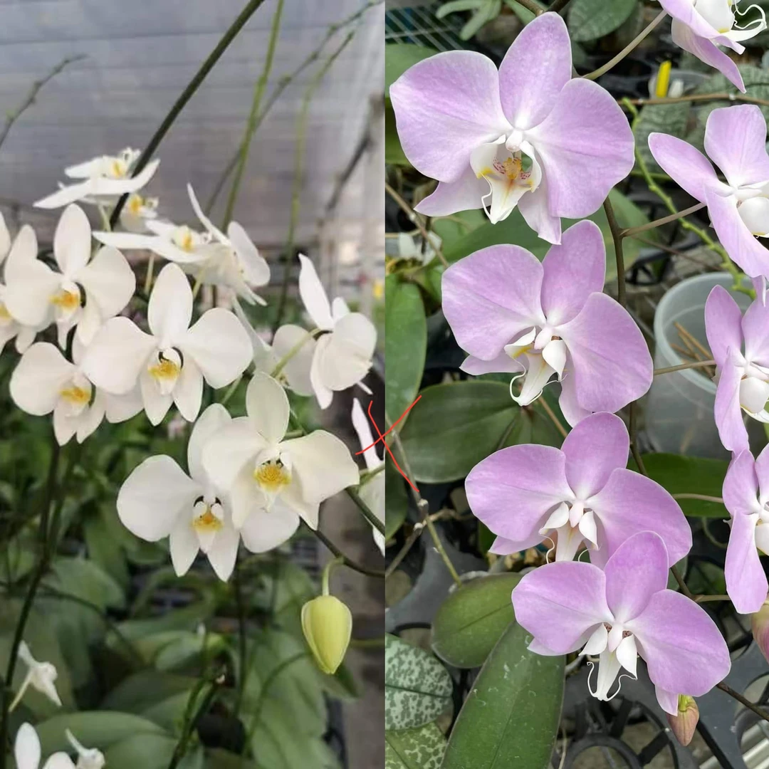 花农杰哥原生种蝴蝶兰直播用香阿嬷交桑德