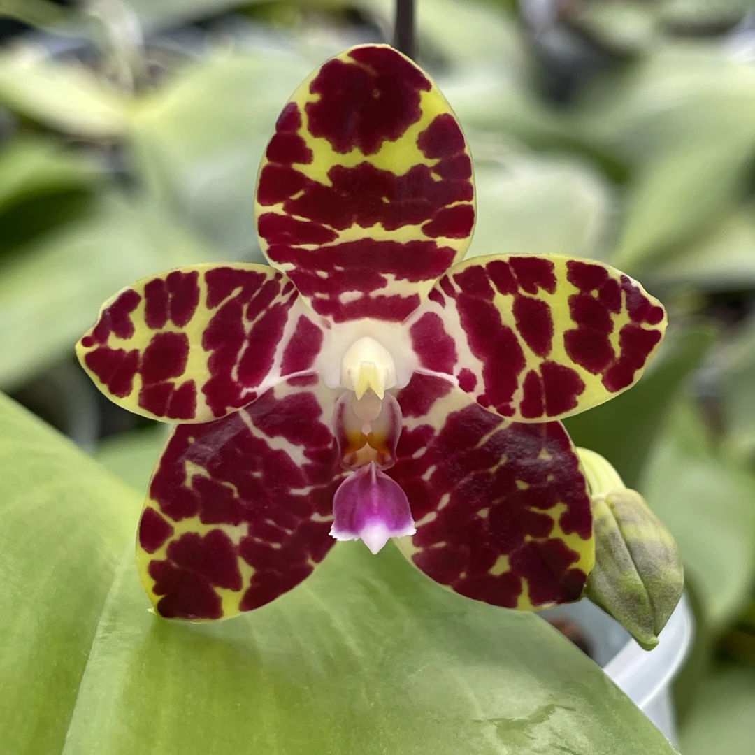 花农杰哥原生种珍奇类蝴蝶兰骑士