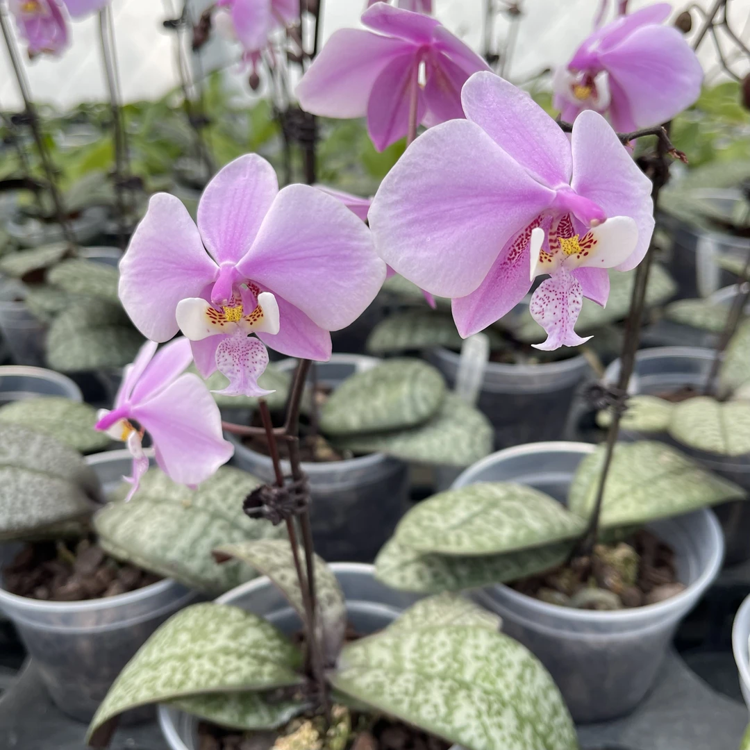 花农杰哥原生种蝴蝶兰菲律宾西蕾丽