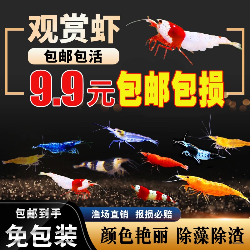 观赏虾新手好养除套餐清洁工具淡水樱花极火红琉璃米虾白云黑壳虾