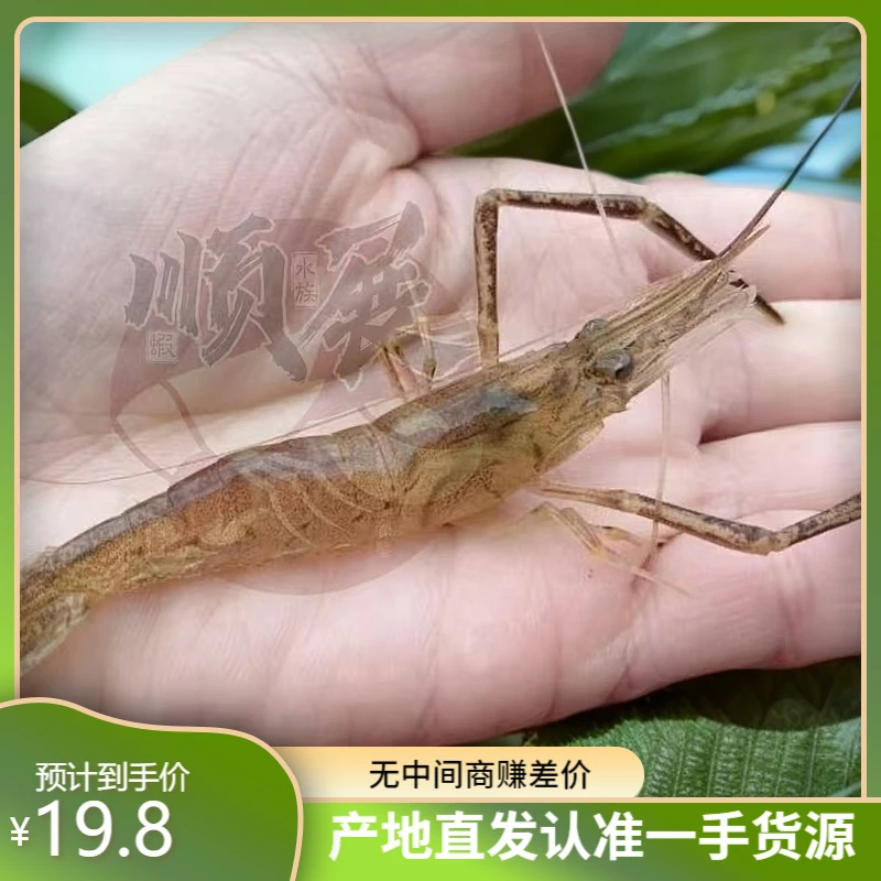 长臂虾大眼贼观赏虾淡水虾鱼缸清洁虾除藻虾极火黑壳水族辣椒蟹