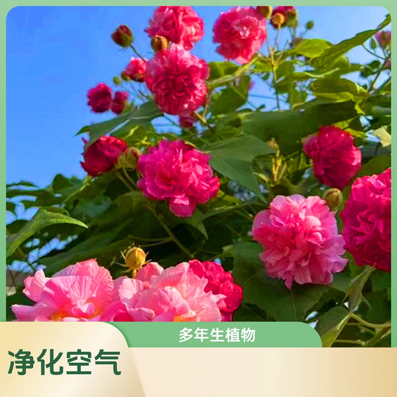 芙蓉花盆栽秋冬开花庭院阳台重瓣三醉芙蓉花苗变色拒霜花木芙蓉花