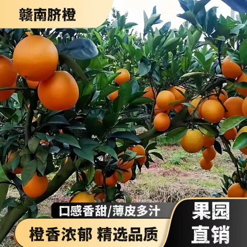 【心想事橙】正宗赣南脐橙 新鲜橙子 赣州精品脐橙 满满维C老少皆宜