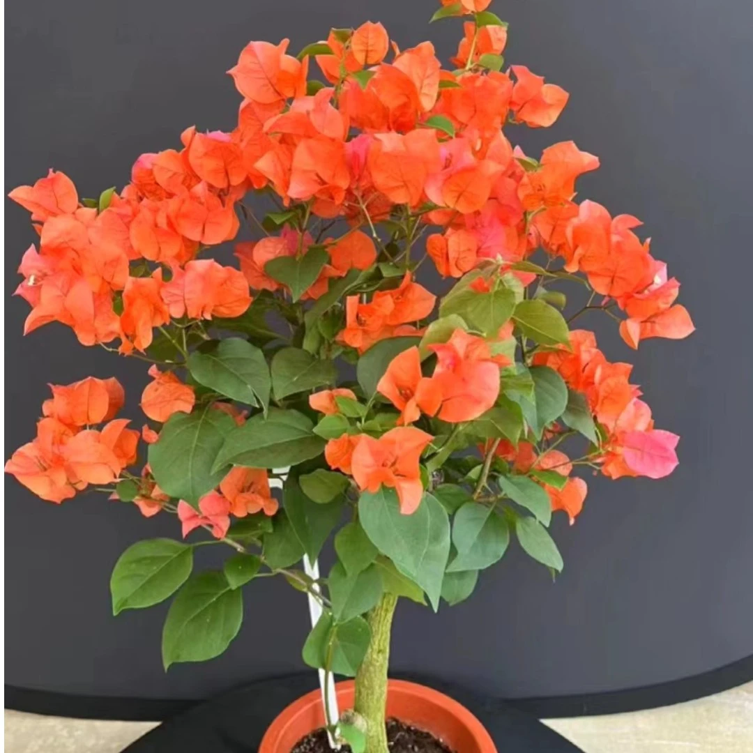 【绿叶橙]土球发货五年老桩三角梅栽绿植花卉鲜花植物庭院