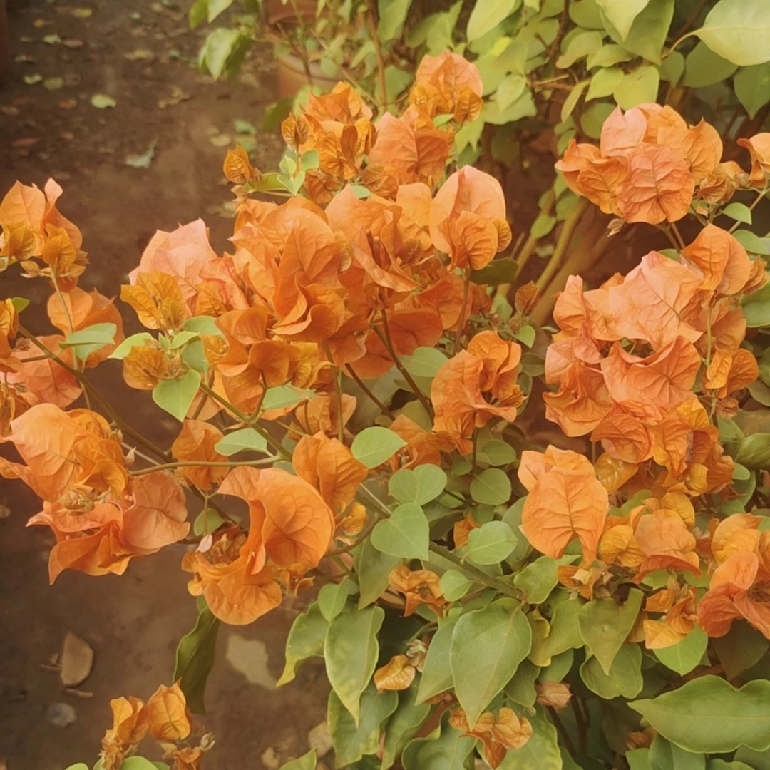 【三角梅绿叶橙爬藤植物阳台庭院都能种植的开花造型植物