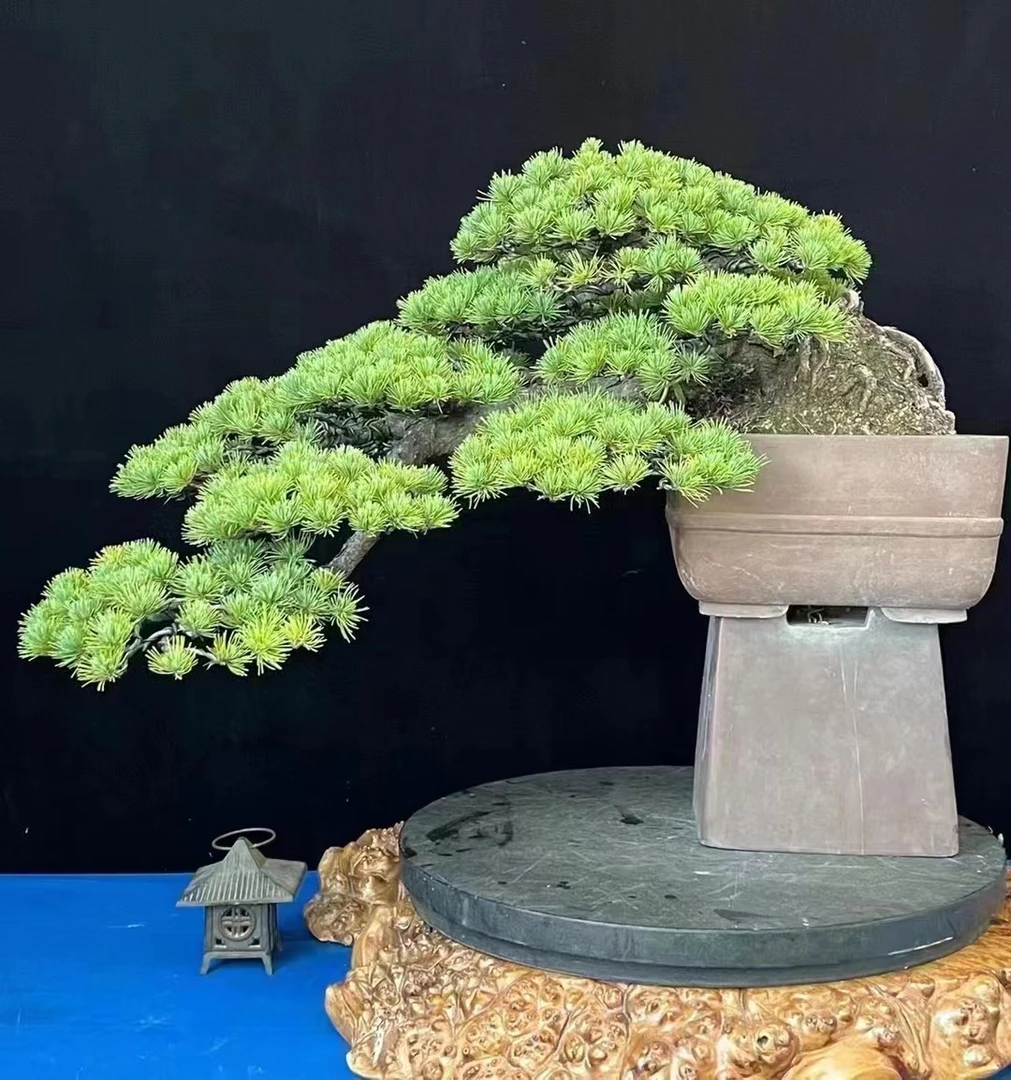 【拾一草堂】一物一拍2000——4000松类柏类高端盆景