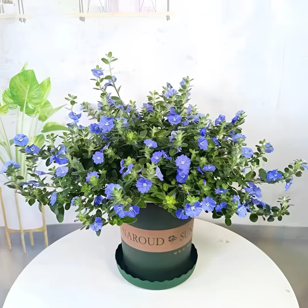 蓝星花盆栽带花苞阳台庭院四季开花吊兰耐热耐旱可垂吊花卉带花苞