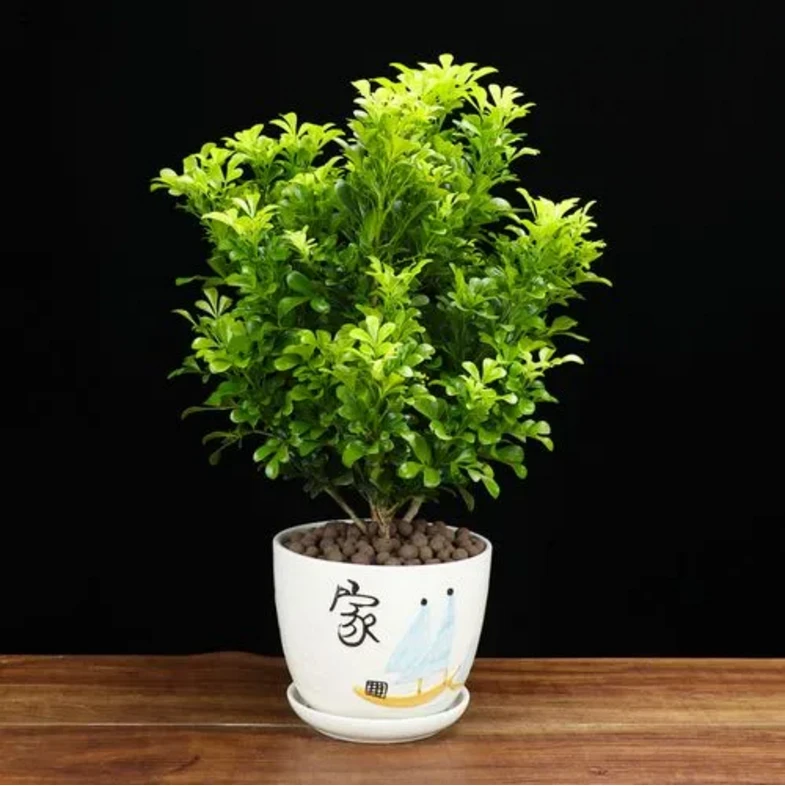 米兰花盆栽米兰仔花卉阳台客厅庭院花苗芳香浓郁四季常青易养易活