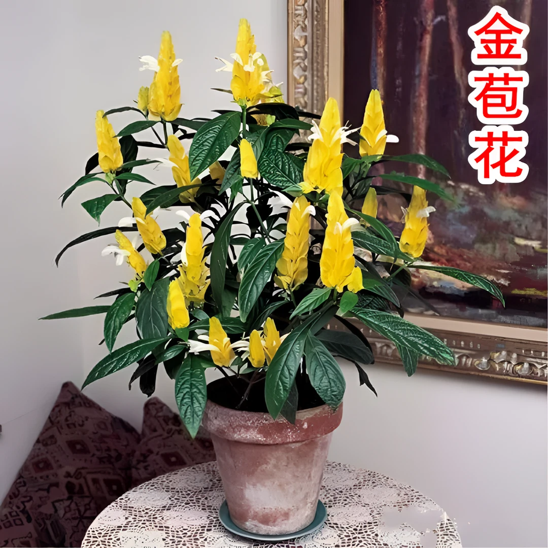黄虾花花苗黄金塔金苞花盆栽室内外阳台庭院绿植四季开花红虾花