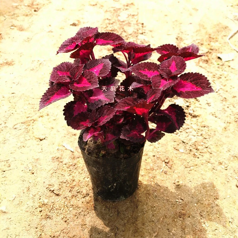 彩叶草盆栽五彩叶室内阳台客厅观叶植物五彩苏苗易养易活净化空气