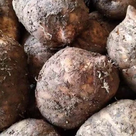 正宗小草坝乌天中果6-7个1斤，农家自产自销，坏果包赔现挖现发