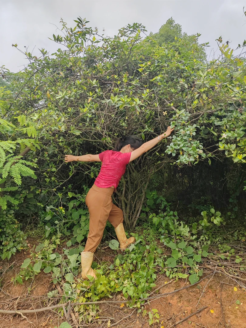 栀子花老桩，游龙，临水，棒棒糖，斜漂，适合庭院茶台盆栽地栽。