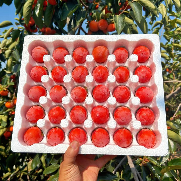 （小软柿）2024年珍珠蜜柿小柿子软甜爆浆应季水果流心现摘现发