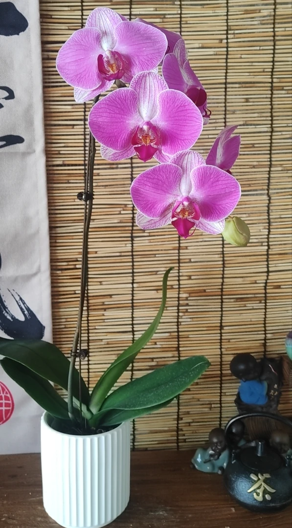 《花千谷》（情人二号）3.0寸杯单花剑大花型蝴蝶兰带瑕疵无售后