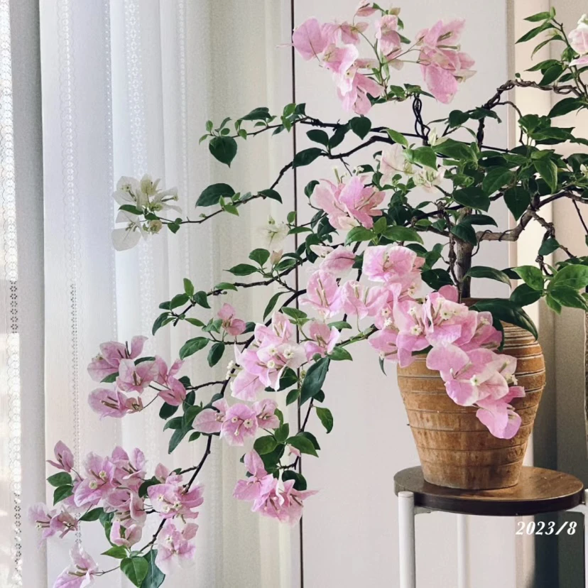 漳红樱广红樱百变植物花蝴蝶三角梅石楠花四季勤花品种爬藤花卉