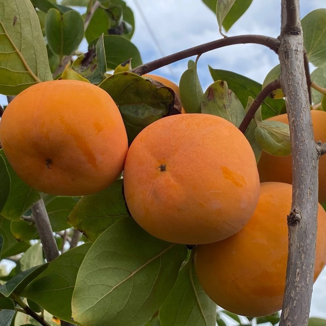 【不甜包赔】云南保山次朗脆柿子树上自然熟3/5斤装包邮