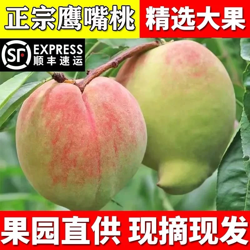 食临季 顺丰包邮云南蒙自鹰嘴蜜桃鹰嘴桃果园直发脆甜爽口3/5斤