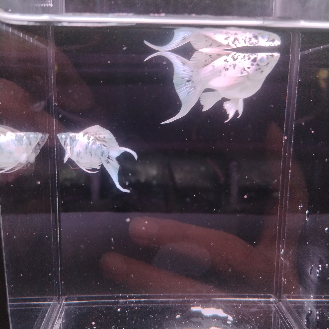 精品钻石眼睛奶牛玛丽