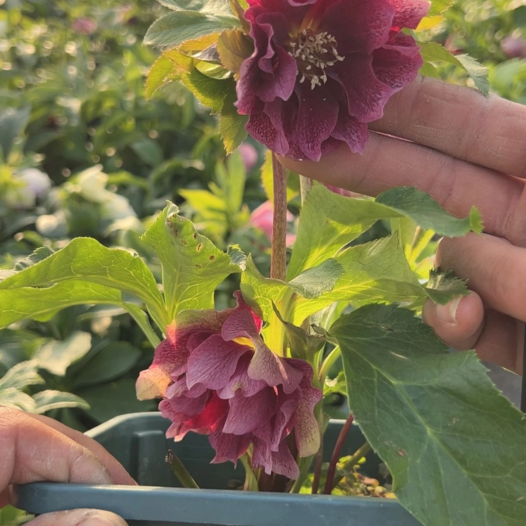 【闪购商品】铁筷子10