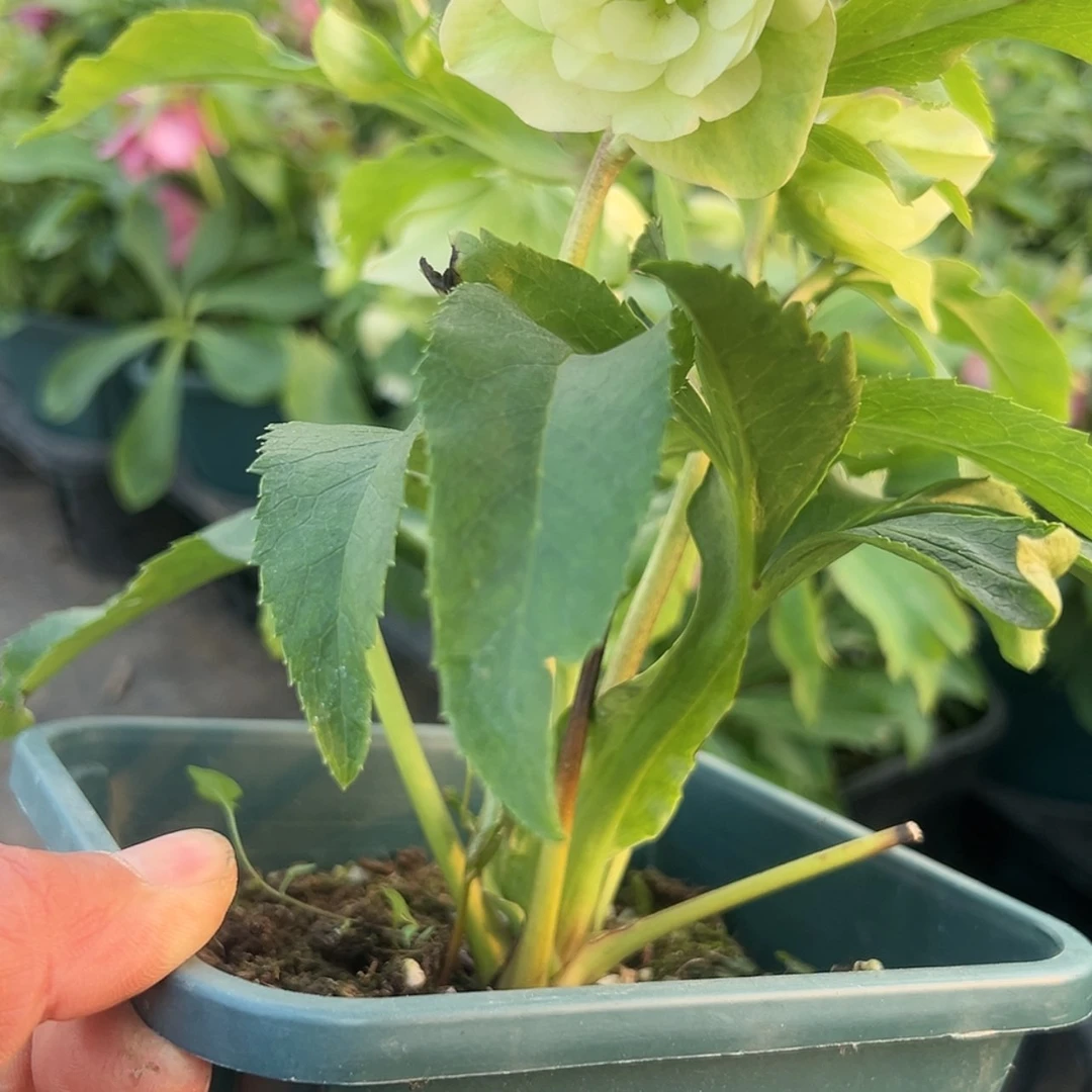 【闪购商品】铁筷子15